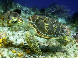 sea turtle, photo taken in cozumel mexico in about 45 ft ... by Ryan Andino 